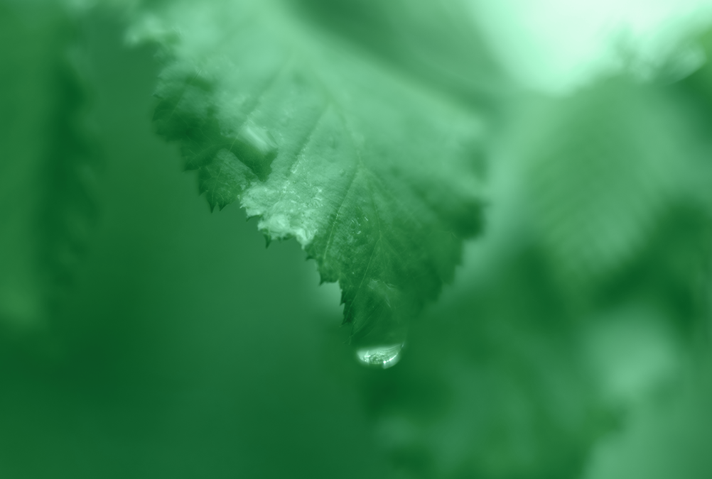 Grün, grüner, Greenwashing