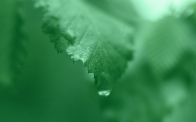 Grün, grüner, Greenwashing